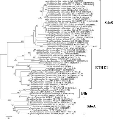 Sulfur Oxidation in the Acidophilic Autotrophic Acidithiobacillus spp.